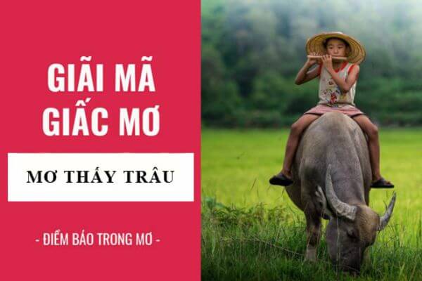 Con trâu số mấy? Đánh đề con gì khi mơ thấy con trâu? Giải mã giấc mơ về con trâu