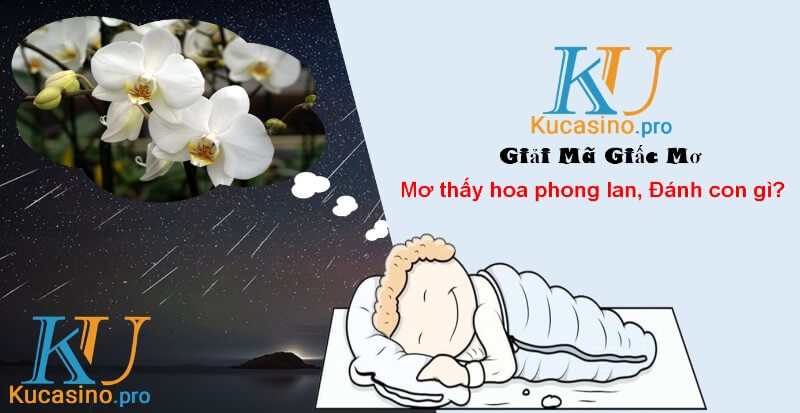 Mơ thấy hoa phong lan đánh con gì trúng lớn?