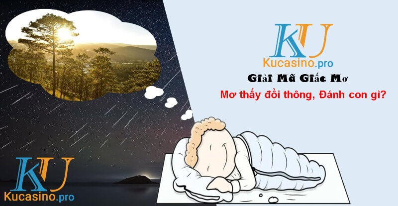 Mơ thấy đồi thông đánh con gì trúng lớn?