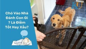 Chó Vào Nhà Đánh Con Gì ? Là Điềm Tốt Hay Xấu?