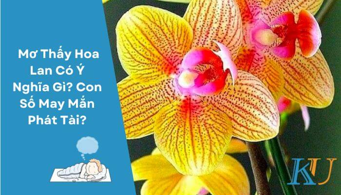 Mơ Thấy Hoa Lan Có Ý Nghĩa Gì? Con Số May Mắn Phát Tài?