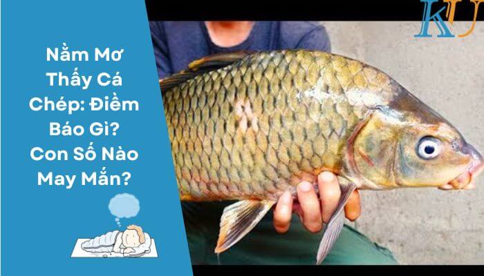 Nằm Mơ Thấy Cá Chép: Điềm Báo Gì? Con Số Nào May Mắn?