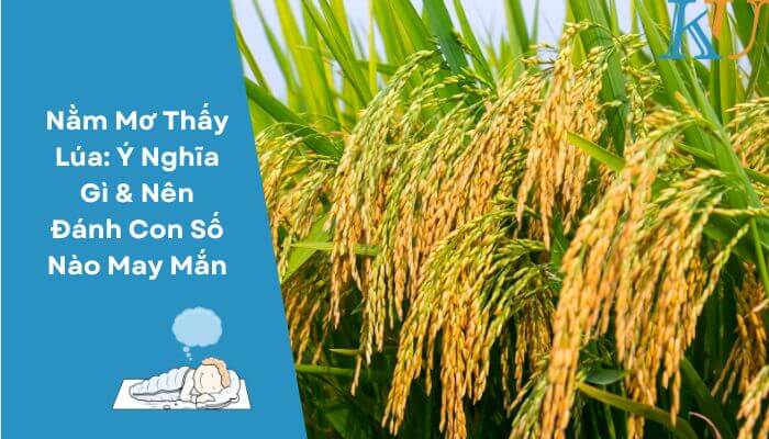 Nằm Mơ Thấy Lúa: Ý Nghĩa Gì & Nên Đánh Con Số Nào May Mắn